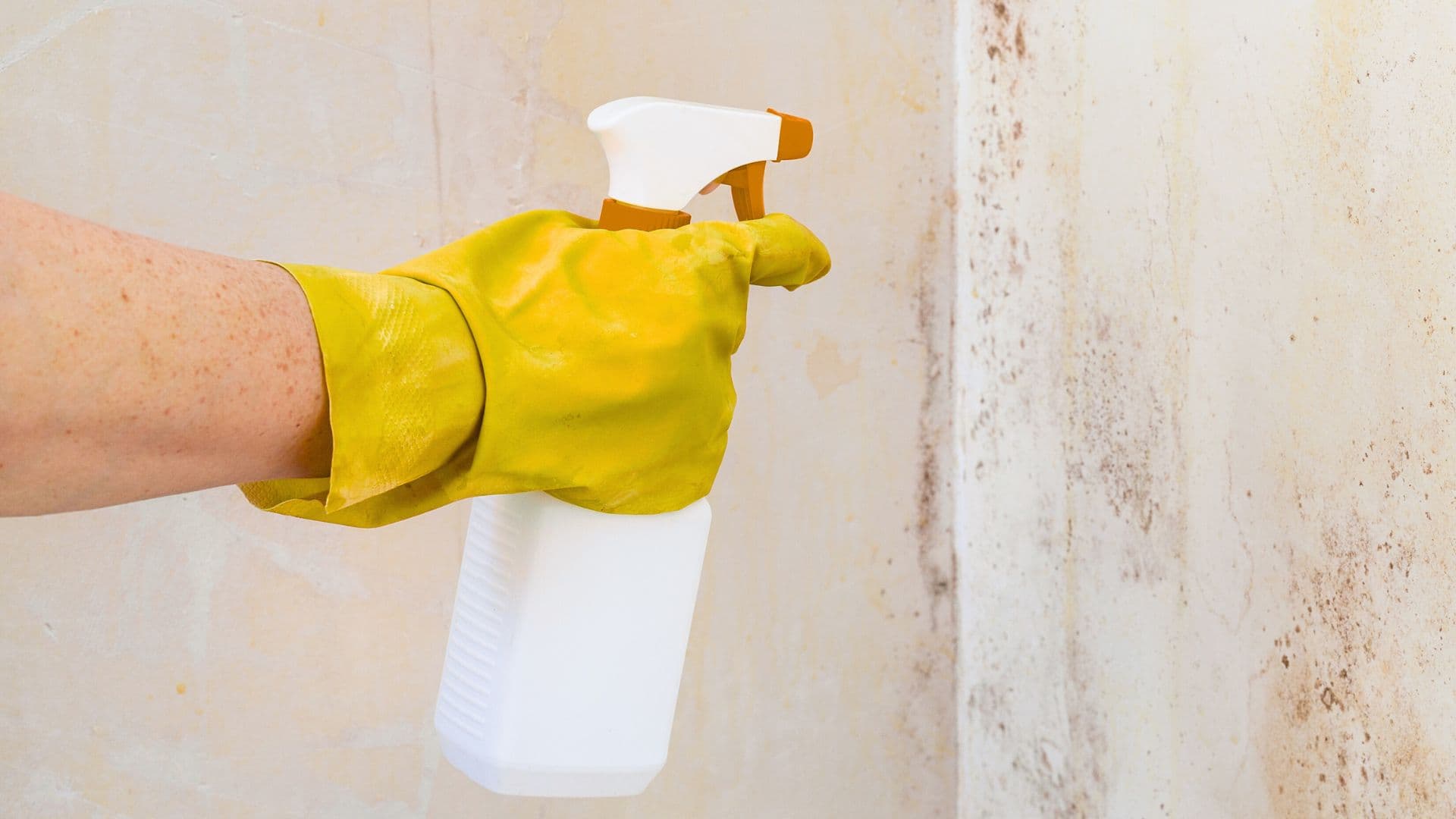 Schimmel im Keller – Ursachen, Folgen und Lösungen