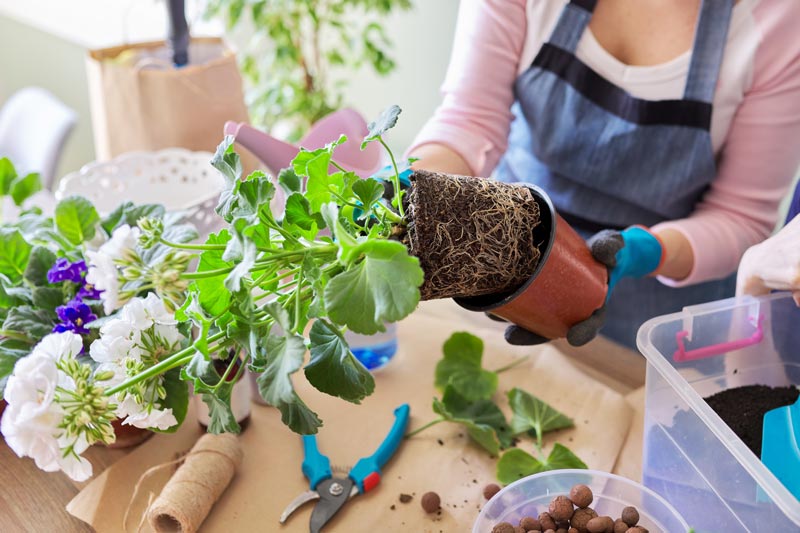 Overwintering geraniums